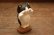 画像4: ぺったり猫　はちわれ