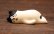 画像4: うだうだねこ　はちわれ (4)