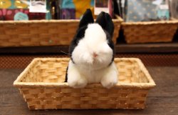 画像4: 白黒うさぎぬいぐるみ