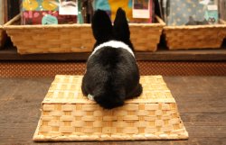 画像2: 白黒うさぎぬいぐるみ