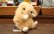 画像4: もこもこロップイヤー ベージュ (4)