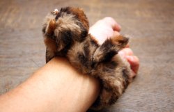 画像6: ネコファーフレンズ グローブホルダー　ブラウン	