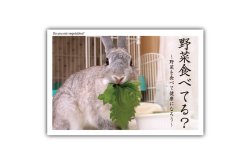 画像1: ポストカード　野菜食べてる？