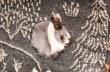 画像2: 森のうさぎクルーソックス　グレー (2)
